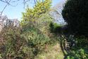 Thumbnail of General view from garden path towards rock garden, at rock steps