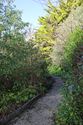 Thumbnail of General view of garden paths and planting