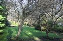 Thumbnail of General view of orchard