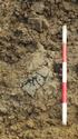 Thumbnail of Pottery fragments in fill of ditch [173]