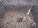 Thumbnail of SE section of Test Pit 19