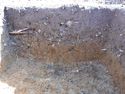 Thumbnail of N facing section of Test Pit 1