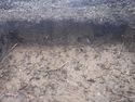 Thumbnail of N facing section of Test Pit 20