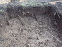 Thumbnail of NE facing section of Test Pit 9