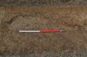 Thumbnail of N-Facing section of tree bole [A1403]