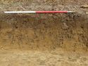 Thumbnail of ESE-Facing representative section of TR G06