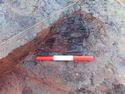 Thumbnail of Detail shot of Timber 1255 within Well Area B