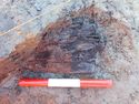 Thumbnail of Detail shot of Timber 1255 within Well Area B