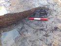 Thumbnail of Detail shot of Timber 1255 within Well Area B