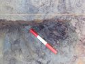 Thumbnail of Detail shot of Timber 1255 within Well Area B