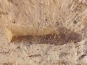 Thumbnail of E. facing section of Linear Terminus [1480] (1481) wrap around section Area B