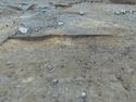Thumbnail of E. facing section Pit cut [1444] to left and [1473] Pit to right Area B