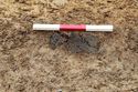 Thumbnail of In situ shot of Pottery in [357] Area C