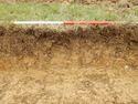 Thumbnail of E-facing section of SSF08