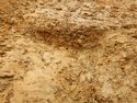 Thumbnail of NW-facing section of SSF [25007]