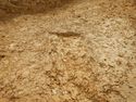 Thumbnail of SW-facing section of SSF [20008]