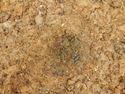 Thumbnail of S-facing pre-excavation shot of [3007] SSH trench 03