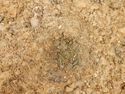 Thumbnail of S-facing pre-excavation shot of [3007] SSH trench 03