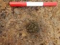 Thumbnail of Plan shot of spit 1 [3007] SSH trench 03