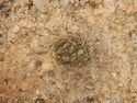 Thumbnail of Plan shot of spit 1 [3007] SSH trench 03