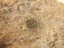 Thumbnail of Plan shot of spit 1 [3007] SSH trench 03