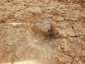 Thumbnail of NW – facing section of SSH [6007]