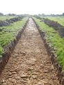 Thumbnail of SW-facing trench shot of SSH18