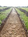 Thumbnail of SW-facing trench shot of SSH18