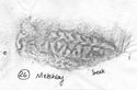 Thumbnail of Rubbing of SEPTVMINVS die 1 from Metchley 26