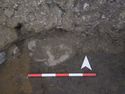 Thumbnail of Flat stone embedded in 3011
