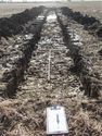 Thumbnail of View to S, Tr 11, Trench shot, 1x1m 1x2m