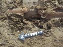 Thumbnail of East facing shot of land drain in trench 7