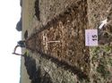 Thumbnail of Photo 1010164 northeast overview of trench 15 taken at Hunts Green Farm