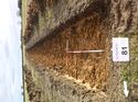 Thumbnail of Photo 1010390 east view of trench 81 taken at Hunts Green Farm