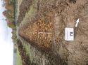 Thumbnail of Photo 1010413 southwest view of trench 78 taken at Hunts Green Farm