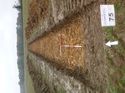 Thumbnail of Photo 1010484 north overview of trench 75 taken at Hunts Green Farm