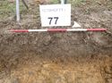 Thumbnail of Photo 1010658 east facing representative section of trench 77 taken at Hunts Green Farm