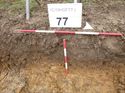 Thumbnail of Photo 1010659 east facing representative section of trench 77 taken at Hunts Green Farm
