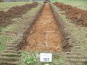 Thumbnail of Photo 1010706 west view of trench 107 taken at Hunts Green Farm