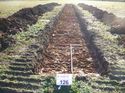 Thumbnail of Photo 1010726 south view of trench 126 taken at Hunts Green Farm