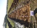 Thumbnail of Photo 1010751 west view of trench 132 taken at Hunts Green Farm