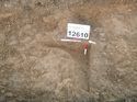 Thumbnail of Photo 1010780 west facing section of bioturbation [912610] taken at Hunts Green Farm