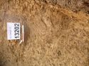Thumbnail of Photo 1010799 northeast facing section of bioturbation [913202] taken at Hunts Green Farm