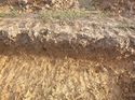 Thumbnail of Photo 1010912 north facing section of large feature [904302] within trench 43 taken at Hunts Green Farm