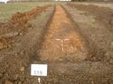 Thumbnail of Photo 1010981 northeast view of trench 119 taken at Hunts Green Farm