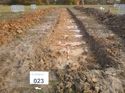 Thumbnail of Photo 1020005 east view of trench 23 taken at Hunts Green Farm