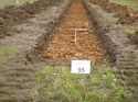 Thumbnail of Photo 1020047 east view of trench 95 taken at Hunts Green Farm