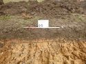 Thumbnail of Photo 1020053 south facing representative section of trench 95 taken at Hunts Green Farm