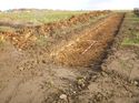 Thumbnail of Photo 1020070 northeast view of trench 103 taken at Hunts Green Farm