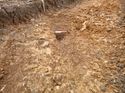 Thumbnail of Photo 1020082 north facing section of ditch [910902] taken at Hunts Green Farm